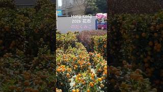 【香港】花市2026 #のだくみこ #フラワーマーケット #年末行事 #旧正月 #香港