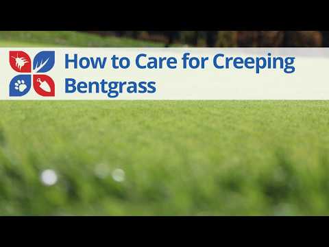  How to Care for Bentgrass Video 