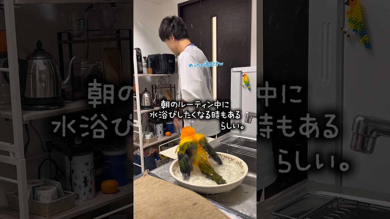 天気が良いとさ、朝からさ...☀️🦜 #インコ #セキセイインコ #コガネメキシコインコ #暮らし #暮らしチャンネル #ペット #動物 #birds #水浴び