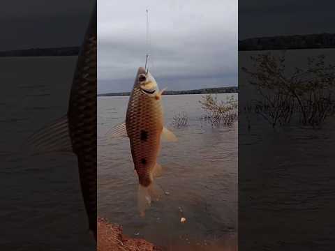 Pescaria de piau 3 pintas na represa de três Marias MG.
