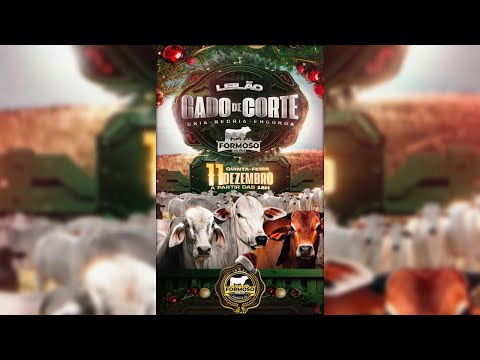 LEILÃO GADO DE CORTE FORMOSO LEILÕES - FORMOSO - GO - 11/12/2025