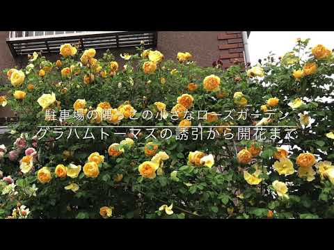 イングリッシュローズ「グラハム・トーマス」 植物