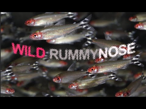 RUMMYNOSE tetras in nature, blue rams and green NEONS in their natural habitat