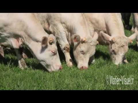 , title : 'Troupeau de Vaches allaitantes de race Charolaise en pâture sur prairie'