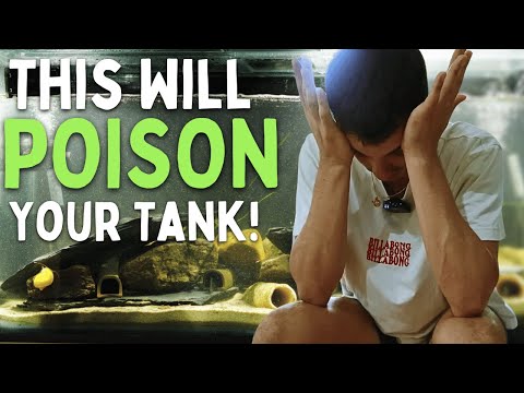 Don’t Make These Beginner Mistakes in Your Aquarium!