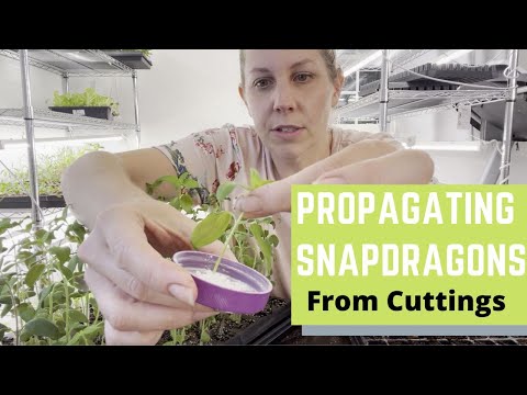 Propagating Snapdragons from Cuttings| Cut Flowers