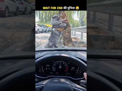 Animals Ke Gajab Karname-99 🤣 Wait for twist 😂#funny #shorts
