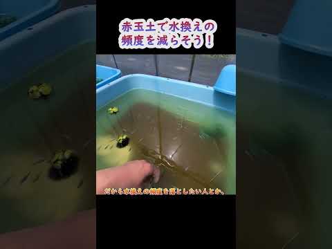 オリジアス・ラティペス