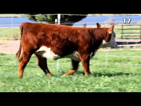 Lot 17 - C 0134 Hometown Lady 3219 ET