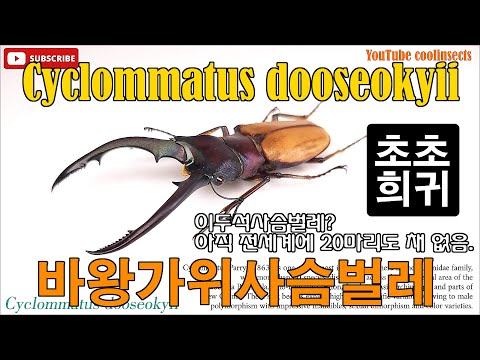 013 Cyclommatus dooseokyii. Bawang Long teeth Stag beetle. 바왕가위사슴벌레. 이두석사슴벌레? 아직 전세계에 20마리도 채 없음.