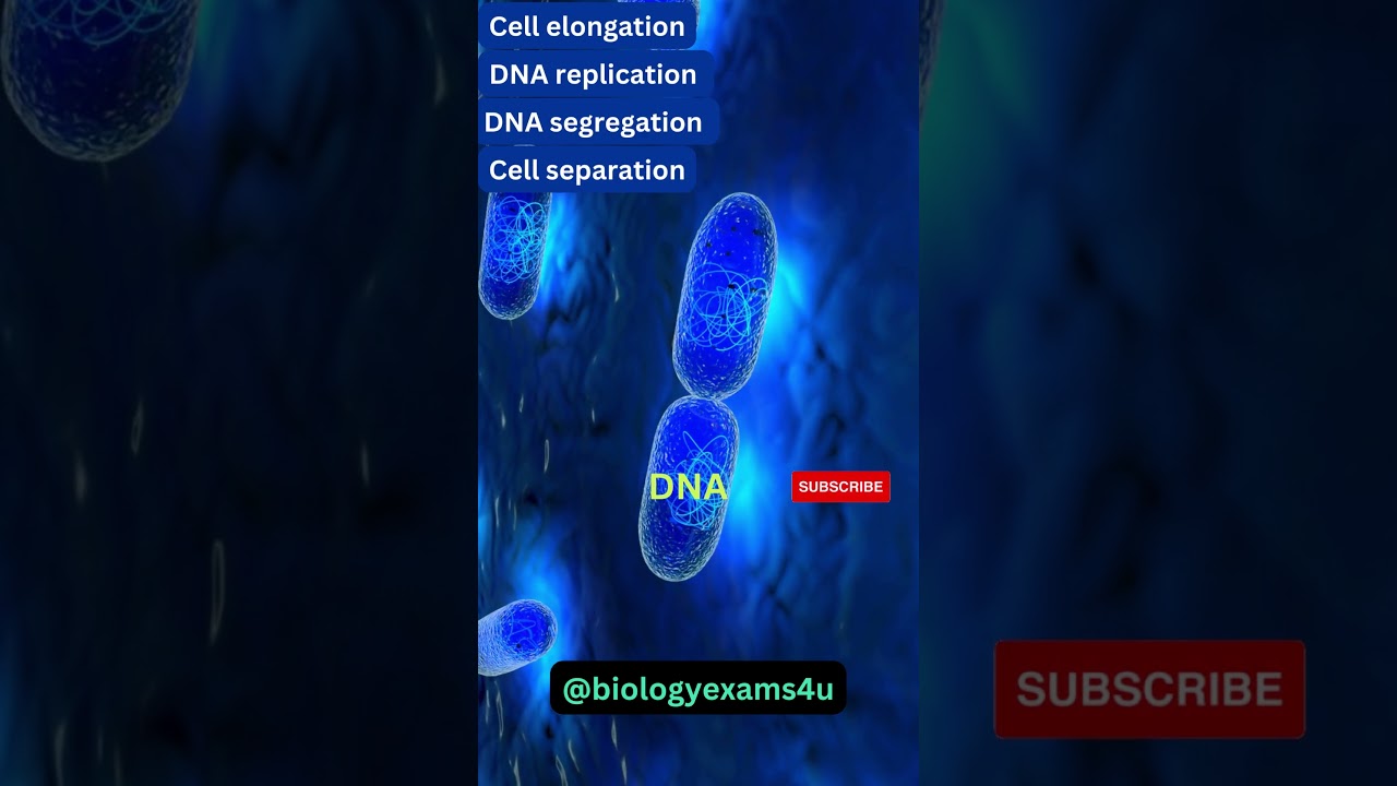 Binary Fission in Bacteria 3D Animation | Microbiology @biologyexams4u