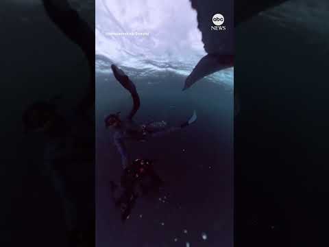 Diver almost gets smacked by whale's tail