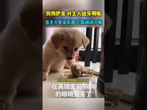 狗狗对主人龇牙咧嘴的，当主人亮出东西来，它瞬间闭了嘴！ #影視解説 #精彩影视 #搞笑 #大熱門 #熱門 #正能量 #影视聚焦  #科普