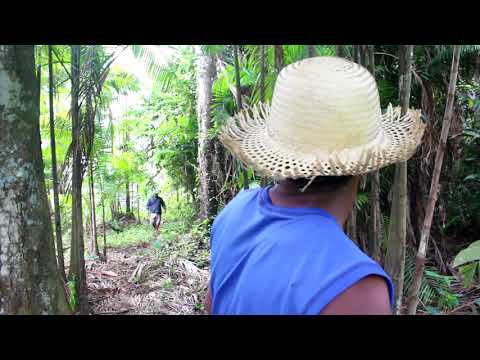 humor Marajoara | a Mucura Xixica e o Tucano