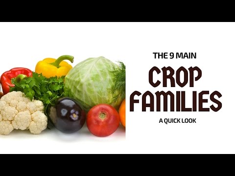Crop rotation basics: 9 main crop families you can rotate