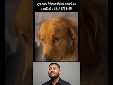 Funny videos 😂 #funny #memes #react #trynottolaugh