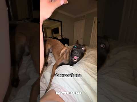 Let me introduce you to the Belgian Malinois, the over caffeinated CEO of working dogs