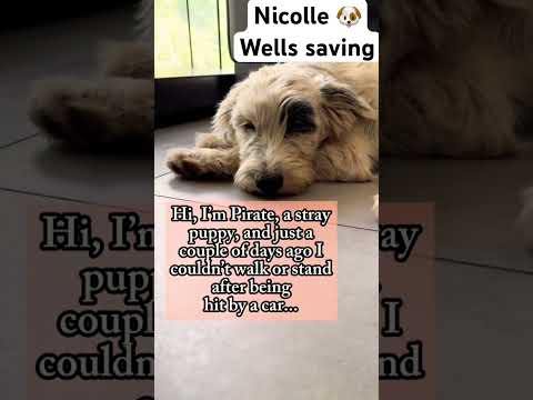 For any help consider donating link in bio to save a stray life in Los Angeles #rescuelife