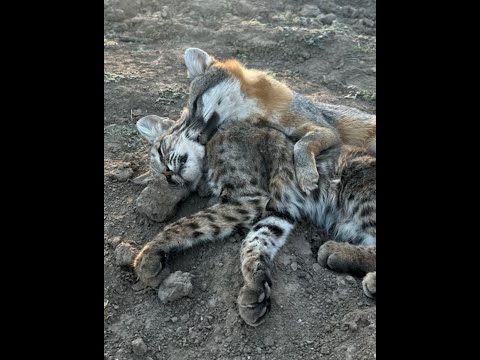 Predator Hunts