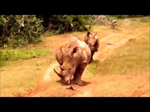 Erik och Mackan är på the big-five safari