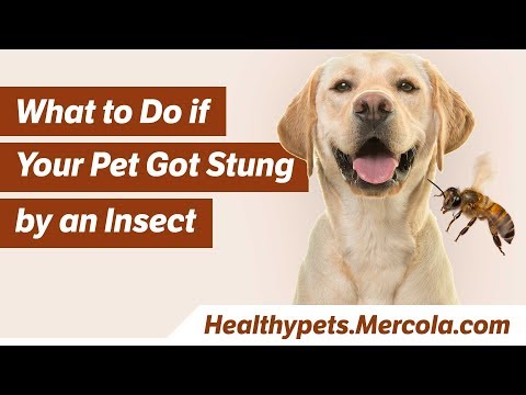 What to Do if Your Pet Got Stung by an Insect