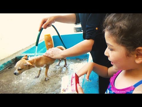 BAÑANDO A MI PERRITA PÍCHU | BATHING MY CHIHUAHUA DOG PÍCHU
