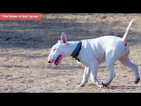 The Power of Bull Terrier | A Tough, Powerful Breed