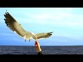 Hand Feeding Seagulls