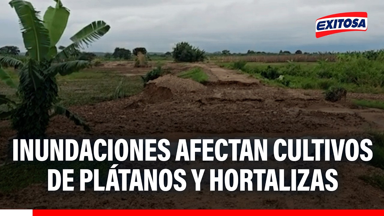 🔴🔵 Inundaciones afectan cultivos de plátanos y hortalizas