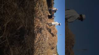 preview picture of video 'Arağantaşı patoz'
