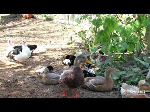 Seosko gospodarstvo Lacković (Bilje)