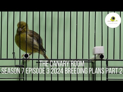 The Canary Room Season 7 Episode 3 - Fife Breeding plans part 2