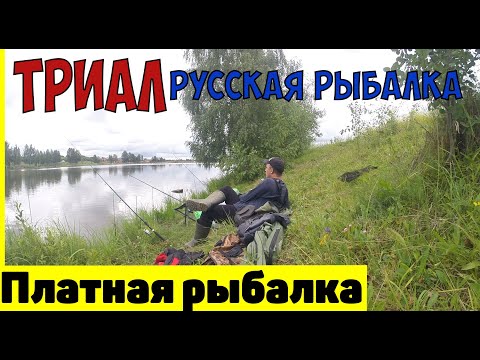 Платная рыбалка в подмосковье. Триал Русская рыбалка 2020. Карповая рыбалка.