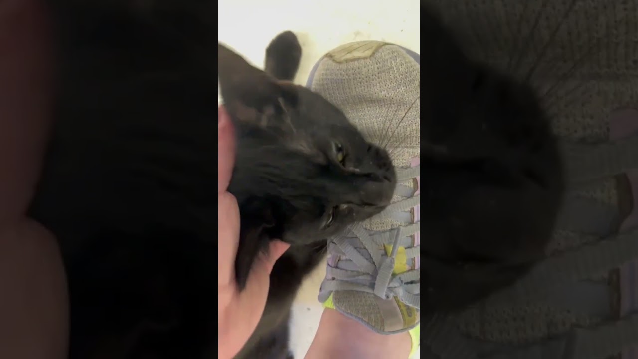 Ugabooga, a Adoptable mixed breed in New Orleans, LA video 6/6