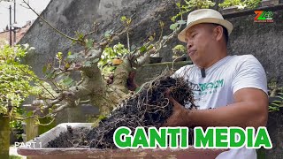 Download lagu KEUNTUNGAN BONSAI WARU DISAAT GANTI MEDIA mp3 Download lagu KEUNTUNGAN BONSAI WARU DISAAT GANTI MEDIA mp3