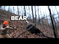 This BEAR Got TOO CLOSE Bear Hunting With Dogs