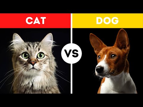 Cat Vs Dog Fight Comparison || Who Would Win? || Dog Vs Cat Fighting Video