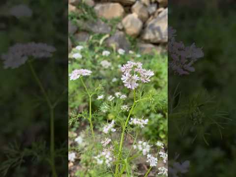 Flowers Bahrain swat valley #flowers #flower #shortsfeed #youtubeshorts #swatvalley #nature 🍂🍃