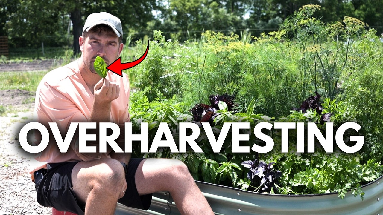 Most Gardeners FEAR Doing This To Their Herbs