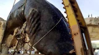 preview picture of video 'whale shark at khasab oman..khaljan..2'