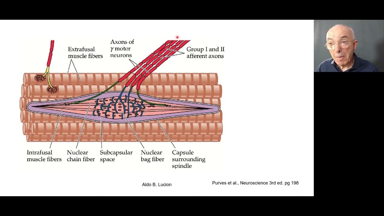Propriocepção e reflexos medulares aula 2