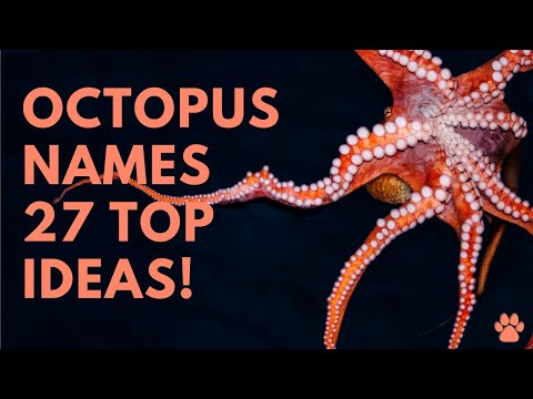 image-Is squid the same as octopus?