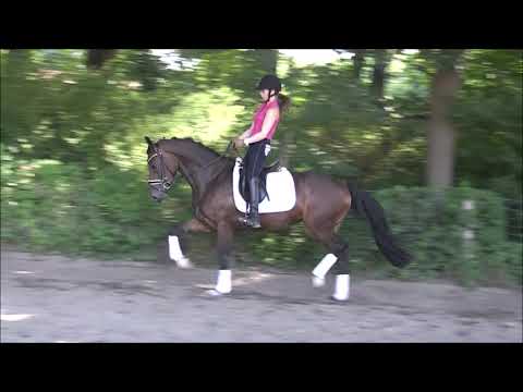 STARLET 3j. v. Szenario - Contendro - for sale