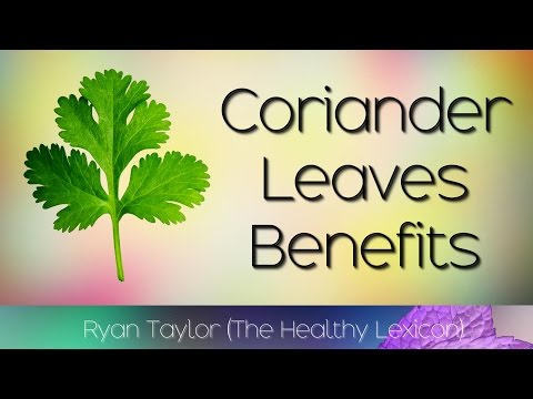 Coriander Leaves: Benefits and Uses (Dhania/Cilantro)