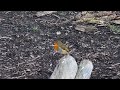 Robin On A Fallen Tree | Hampstead Heath | London Wildlife Ambiance | Scenes |