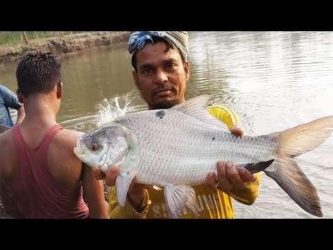 Amazing Bengali Tribe People Catching Big Fish by Using Net || Village Net Fishing in Pond Part 04 Video