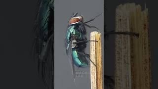 Common green bottle fly caught singing a beautiful song:  #macrophotography #macro #entomology