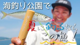 “群れでやってくるサバをワームで釣るコツ&Prime;