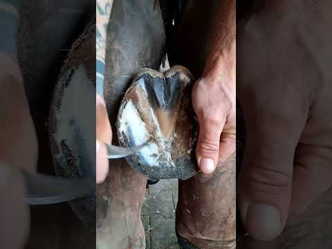 Satisfying Hoof Trimming #shorts #hooftrimming #satisfying #hoofcare #horseshoeing