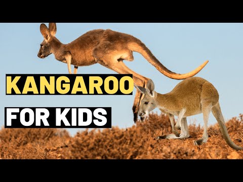 Kangaroo Facts for Kids: Learn About the Amazing Marsupial